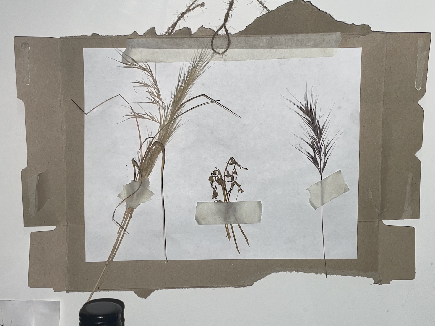 wild grasses taped to a paper on scrap cardboard
